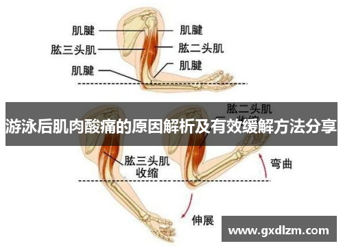 游泳后肌肉酸痛的原因解析及有效缓解方法分享